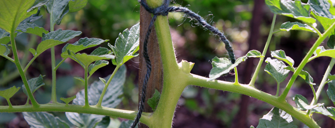 Beefsteak tomato plant close up of a pruned stem