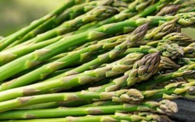 The 2026 Ontario asparagus season is here and ‘Guelph Millennium’ is the strategic choice for your inventory