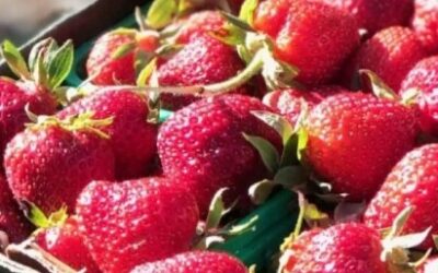 Ontario strawberry season is here — and buyers should be ready
