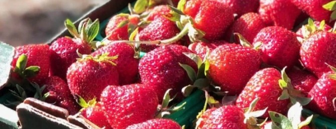 Fresh Ontario strawberries