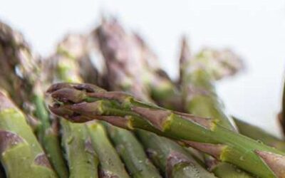 The 2026 Ontario asparagus season is here and ‘Guelph Millennium’ is the strategic choice for your inventory