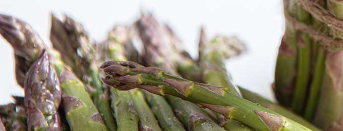 Bundles of fresh-cut Guelph Millennium asparagus from Welsh Bros. in Scotland, Ontario.