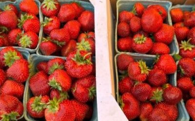 Ontario’s early harvest season is almost here — and timing matters