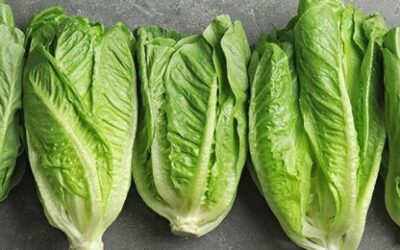 Ontario romaine lettuce season brings relief for wholesale produce buyers