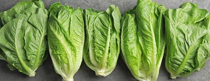 Ontario romaine lettuce season brings relief for wholesale produce buyers
