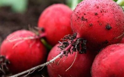 Ontario-grown produce season is in full swing: What’s arriving now and what’s coming next