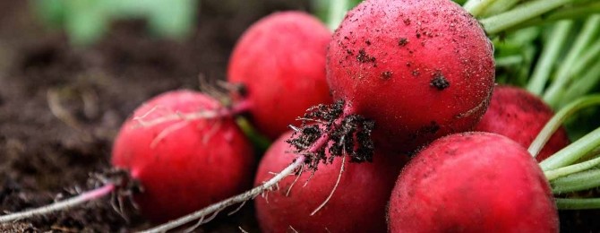 Fresh Ontario-grown-radishes