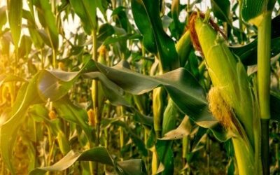 Countdown to Ontario sweet corn season