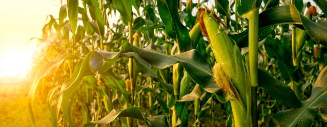 Ontario sweet corn field at sunrise