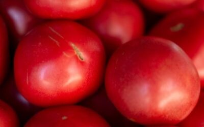 Ontario field tomato season has arrived