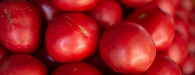 Fresh-picked Ontario field tomatoes