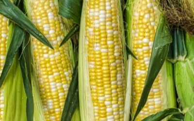 Ontario sweet corn season is officially here