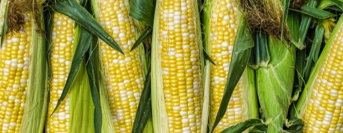 Fresh Ontario sweet corn