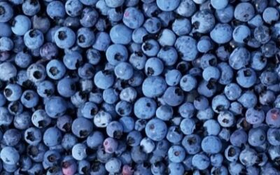 Ontario wild blueberry season has begun