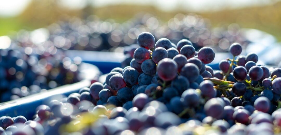 Ontario grape season is underway: What wholesale buyers should know