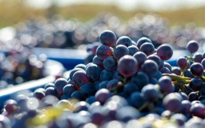 Ontario grape season is underway: What wholesale buyers should know