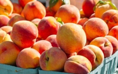 Ontario peaches are at peak season for wholesale buyers